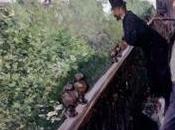 Caillebotte, pintor jardinero‏