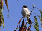 Monterita cabeza negra (Black-capped Warbling-Finch) Poospiza melanoleuca