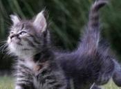 Razones cual Gato Mueve Cola.¡Te Sorprenderás!.