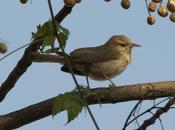 Ratona grande (Thrush-like Wren) Campylorhynchus turdinus