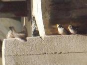 Pollos avión roquero