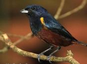 Tangará alcalde (Chestnut-bellied euphonia) Euphonia pectoralis
