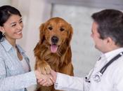 animal doméstico diabético?