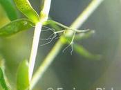 Hydra titicacensis sobre Chara Elodea potamogeton, Lago Titicaca