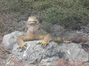 Galápagos (II)