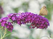Inflorescencia vencida peso mariposa