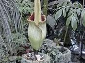 flor cadáver favorita Nueva York está finalmente floreciendo