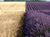 tutoriales para decorar lavanda espigas