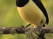 Urraca común (Plush-crested Jay) Cyanocorax chrysops