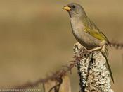 Verdón (Great pampa Finch) Embernagra platensis