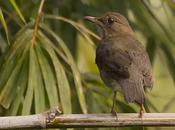 Zorzal chalchalero (Creamy-bellied Thrush) Turdus amaurochalinus