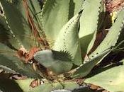 Agave