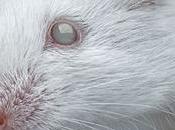Logran ratones ciegos recuperen visión gracias regeneración celular