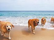 Playas para perros españa 2016