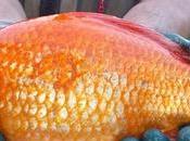 Encuentran Goldfish tamaño pelota fútbol Australia