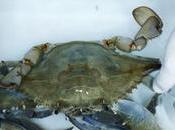 cangrejo azul americano