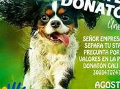 Donatón animales Cali