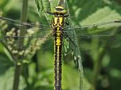 Gomphus
