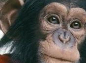 Sundance 2011: Chimpancés hablan, troles noruegos, curas redimidos chatroullette protagonistas