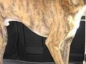 Tiger, galgo atigrado precioso perrera montilla-urgente