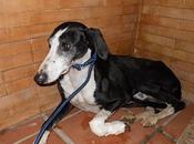 Galgo herido pueblo Sevilla, tengo curarlo buscarle acogida.