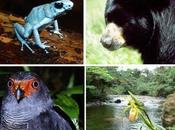 Fauna