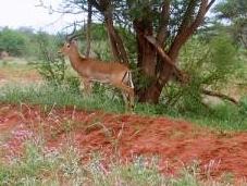 Excursiones safaris desde Nairobi