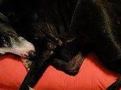 Cleopatra(Madrid) Otra galga recogida límite fuerzas