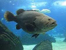 acuario Lisboa