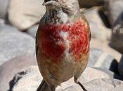 Pardillo común-carduelis cannabina-linnet