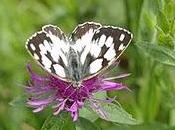Mariposas polillas