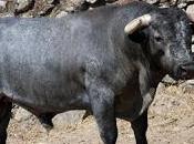 Nuevas imágenes toros adolfo martín reseñados para priego