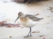 Limícolas juveniles