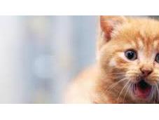 Cuando gato llora forma maullido
