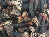 Cómo cuecen percebes
