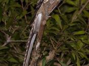 Atajacaminos tijera (Scissor-tailded Nightjar) Hydropsalis torquata