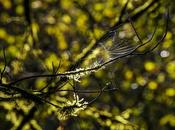 hamaca araña