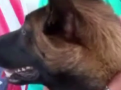 perro cayó agua desde bote nadó seis millas hasta orilla