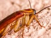 Mitos plagas cucarachas