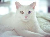 Ivermectina Para Gatos: Conoce Ventajas Este Medicamento