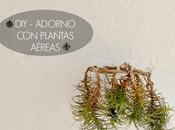 adorno plantas aéreas