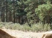 Muerte entre pinos