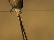 Yetapá grande (Streamer-tailed Tyrant) Gubernetes yetapa