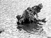 Historia viejo árbol