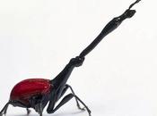 curioso escarabajo jirafa