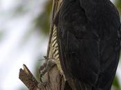Carpintero garganta estriada (Lineated Woodpecker) Dryocopus lineatus