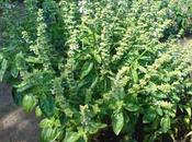 Albahaca