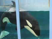 California primer estado prohibir cría espectáculos orcas cautiverio