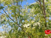 Venerdí Photosatriani