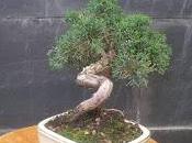 Juniperus chinensis 2016